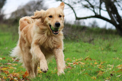 Golden Retriever Kennel And Their Common Myths