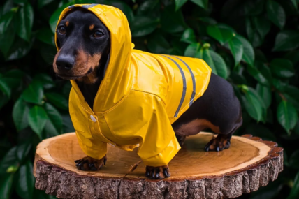 Complete Analysis On The Dachshund Rain Coats