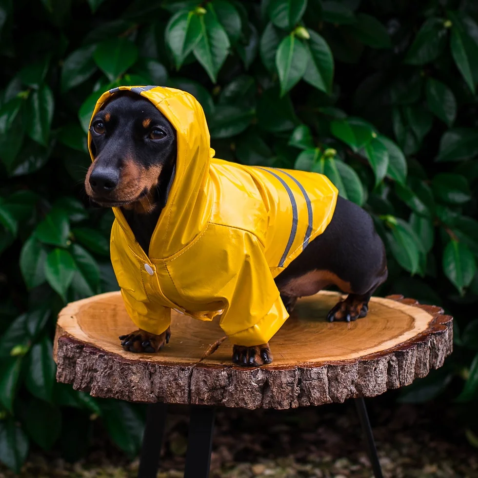 Complete Analysis On The Dachshund Rain Coats