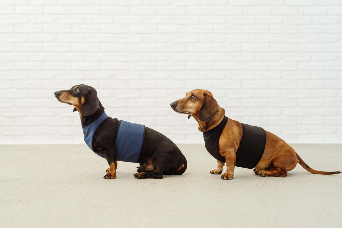 A Few Things About Best Dog Jackets