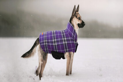 Dog Jackets – What You Should Know